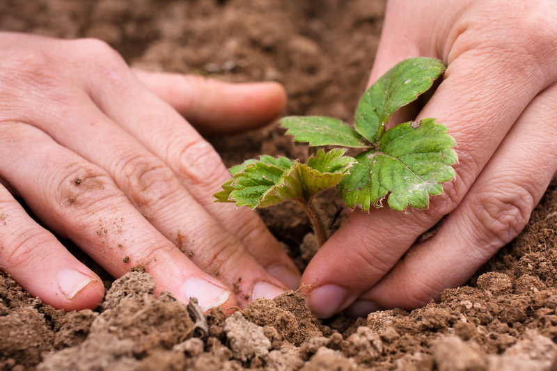 garden maintenance Garden